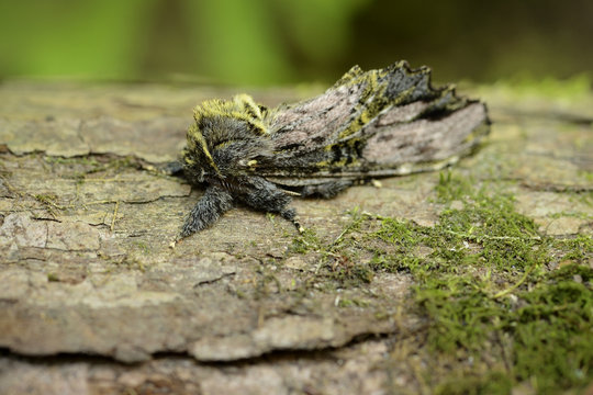 Moth camouflage