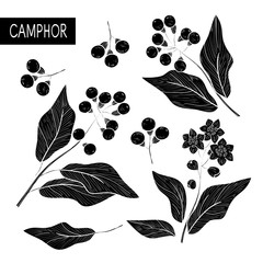 Camphor. Plant. Leaves, fruit, flowers. Set. Black silhouette on