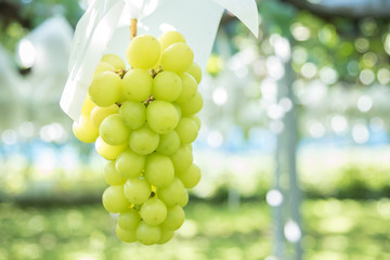 シャインマスカット