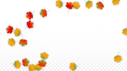 Obraz premium September Vector Background with Golden Falling Leaves. Autumn Illustration with Maple Red, Orange, Yellow Foliage. Isolated Leaf on Transparent Background. Bright Swirl. Suitable for Posters.