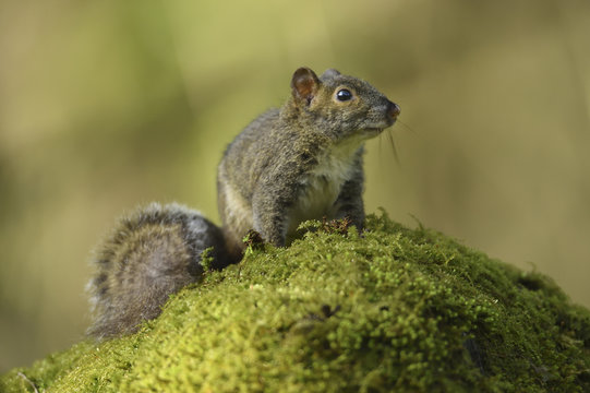 Pere davids squirrel china