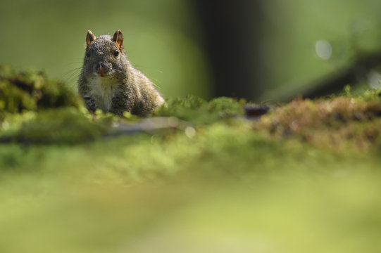 Pere davids squirrel china
