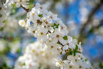Fototapeta premium blooming apple tree in early spring