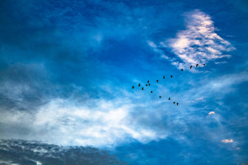 Birds in sky