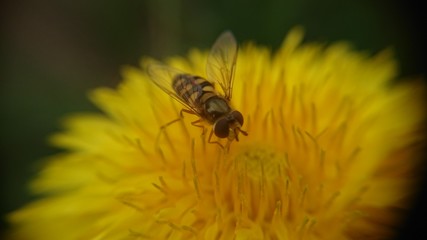 hover fly on yellow flower eating