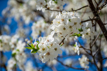 blooming apple tree in early spring