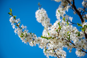 blooming apple tree in early spring