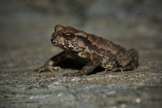 Small unknown toad china