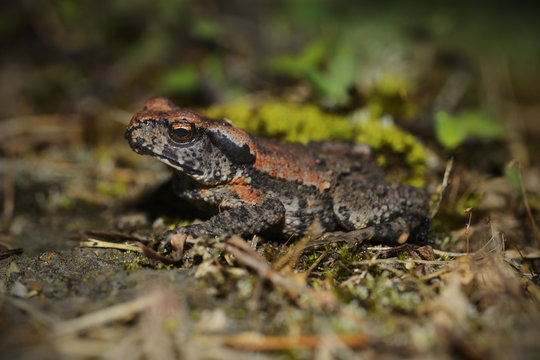Small unknown toad china