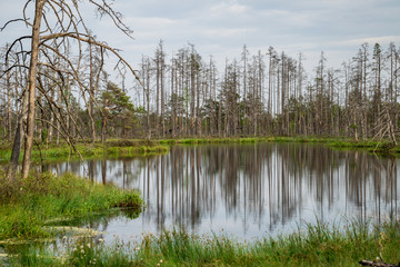 reflections of dead tree trunks in bog water at sunset