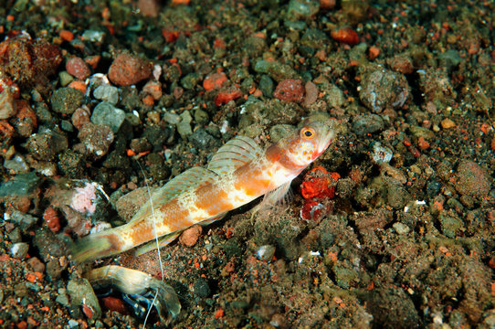 Gorgeous shrimp goby, Amblyyeleotris wheeleri, with alpheid shrimp, Bali Indonesia.