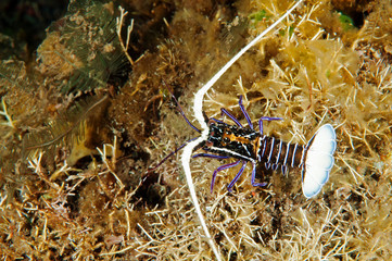 Spiny lobster, Panulirus versicolor, Bali Indonesia.