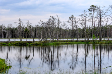 reflections of dead tree trunks in bog water at sunset