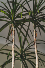 Green Plant in the Living Room - Isolated Object