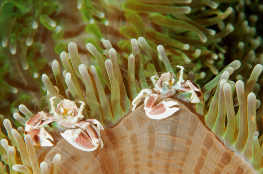 Porcelain Crabs, Neopetrolisthes Maculatus, Bali Indonesia..