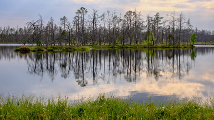 reflections of dead tree trunks in bog water at sunset