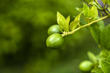 Ripened lemon tree in the garden.