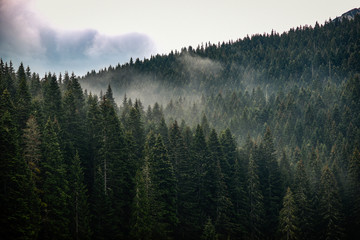 Texture of conifers with fog between them.