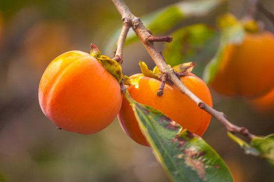 Ripe orange persimmons on the persimmon tree, fruit