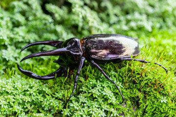 Hercules beetle (Dynastes hercules) in rain forest