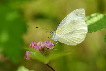 White butterfly on pink flower