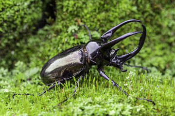 neptunus beetle on the green moss.