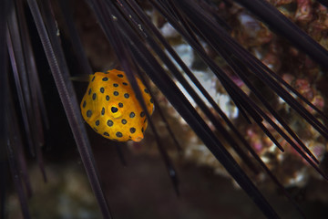 Yellow boxfish