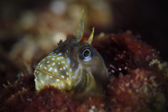 Stellar rockskipper