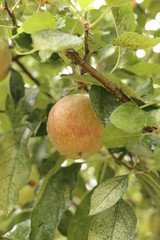 Manzana