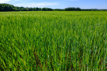 green grass foliage pattern in summer bright sunlight