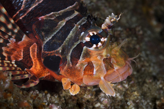 Zebra lionfish