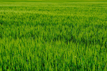 green grass foliage pattern in summer bright sunlight