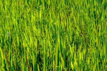 green grass foliage pattern in summer bright sunlight