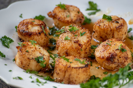 Sea Scallops On White Plate With Green Herbs On Dark Background