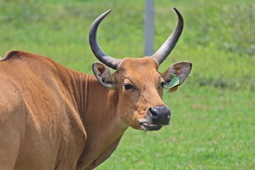 Animal,  it is in PC Cowboy Town,  at NONG BUA LAM PHU province THAILAND.