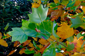 Herbstliche Blätter
