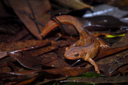 Hong Kong newt