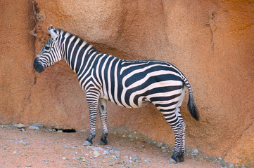 Fototapeta na wymiar zebra posing on desert background