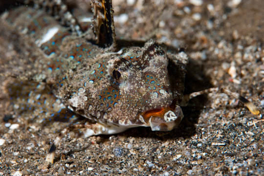 Fingered Dragonet Dactylopus dactylopus