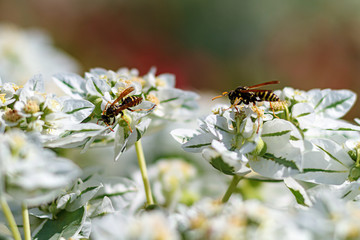 a wasp on a white flower collects honey