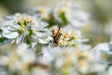 a wasp on a white flower collects honey