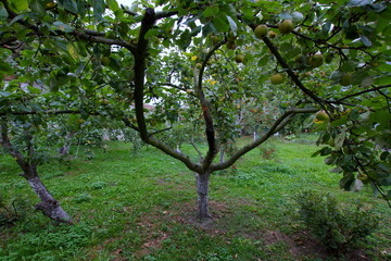 Polska jabłoń w przydomowym sadzie, świeże owoce prosto z drzewa - obrazy, fototapety, plakaty