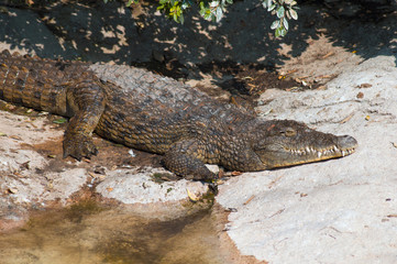crocodile in the sun, on the river