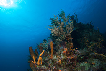 Fototapeta na wymiar Underwater Landscape Mexico