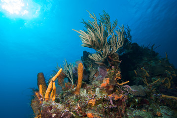 Underwater Landscape Mexico