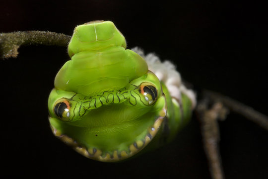 Close up of red helen caterpillar, Papilio helenus