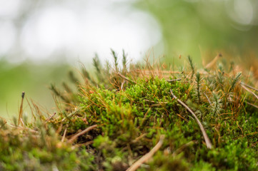 moss in a forest