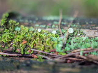 moss in a forest