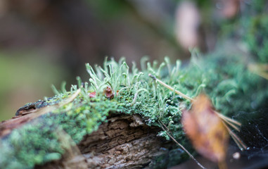 moss in a forest