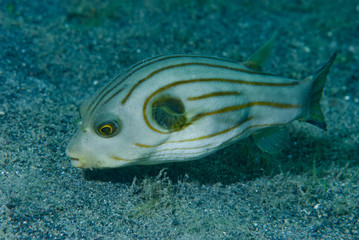 Striped Puffer Arothron manilensis,